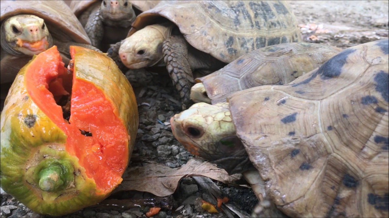 Elongated Tortoise Papaya Smackdown