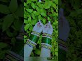 💚#sawan #sawanspecial #trending #shortvideo #youtube #youtubeshorts #bollywood #green #viral #video