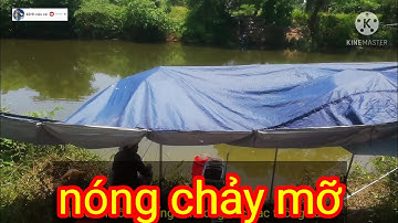 Câu đài tự nhiên. câu cá chép sông. cận cảnh phao.