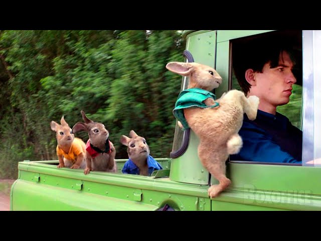 Peter Rabbit's best funny scenes 🌀 4K class=