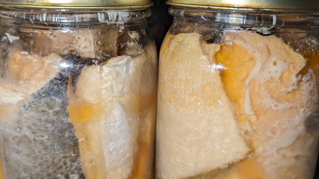 Pressure Canning Salmon For Family Consumption YouTube