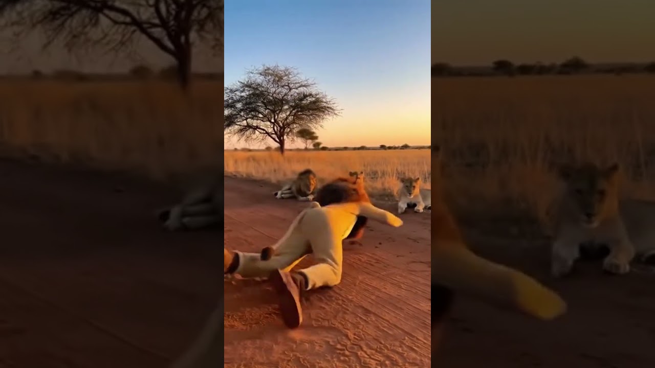Will the Lions Accept Him? 🦁 A Lion Costume in the African Savanna
