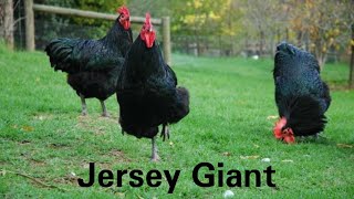Jersey Giant vs Australorp