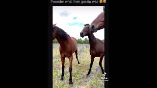 Have you ever seen horses gossip? #shorts #horse #horsegossip #gossip #animals