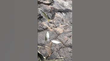 Sóng Lớn Cá Nục ốp vào bờ rồi #cauca #fishing #shorts