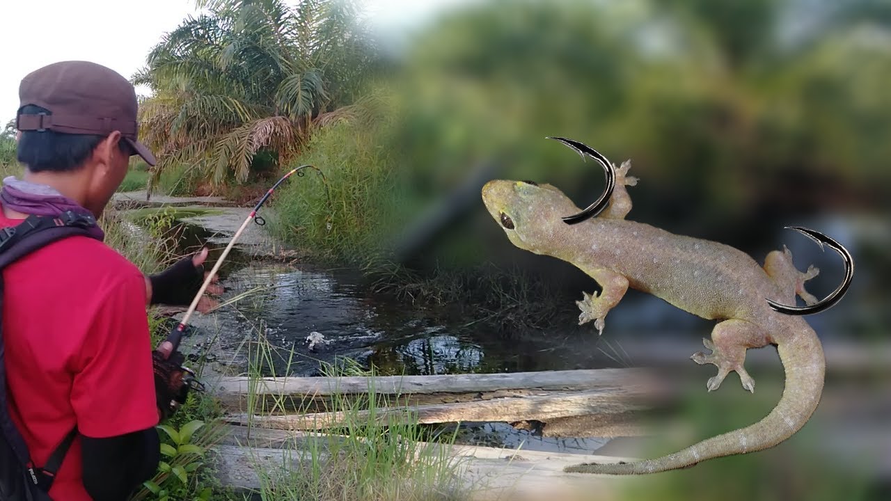Casting ikan Haruan Umpan CI CAK