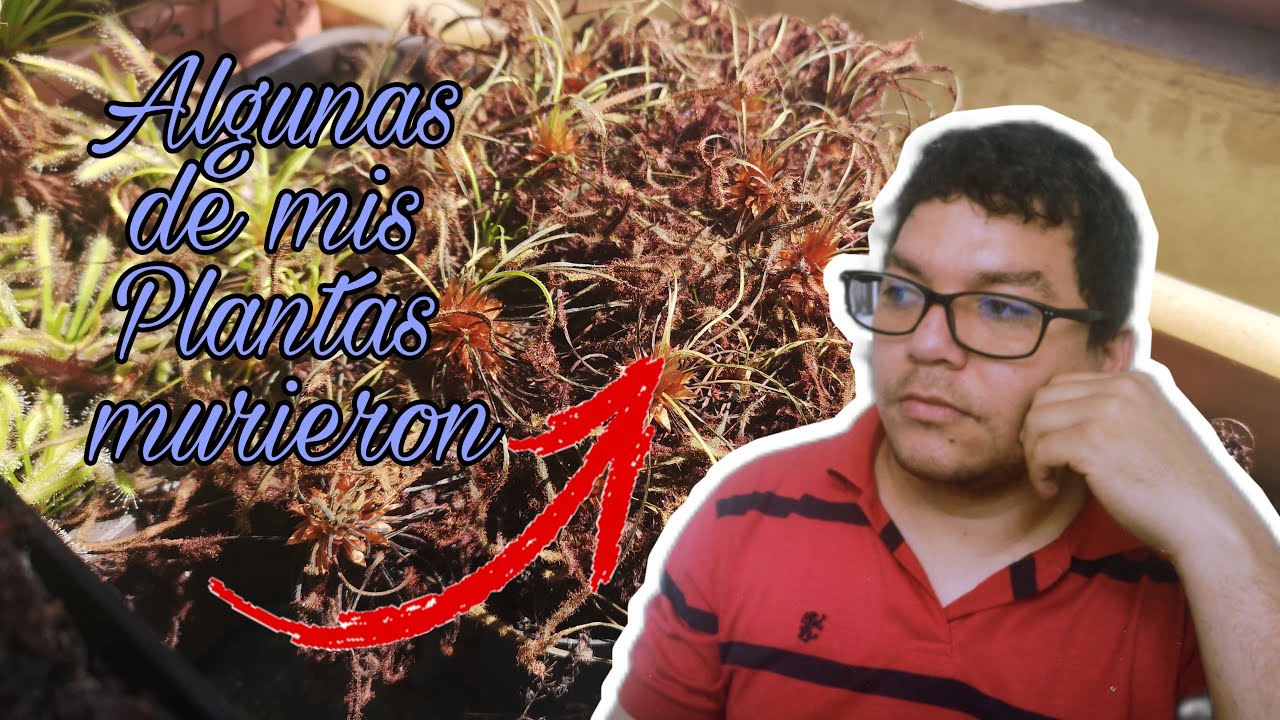 Esto pasa cuando no puedes ver tus plantas por mucho tiempo