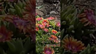 Super Slow-Motion Honey Bee