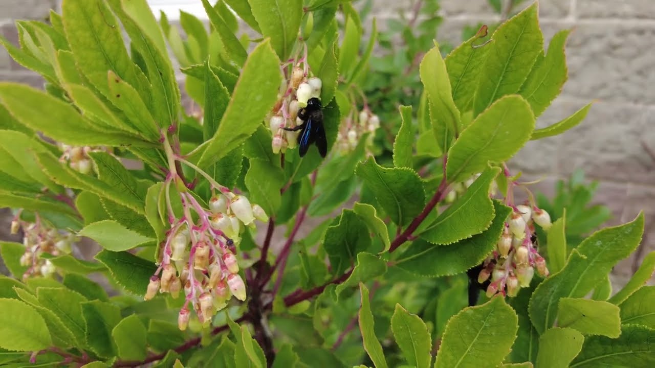 Holzbiene am Erdbeerbaum: So wird Arbutus unedo bestäubt