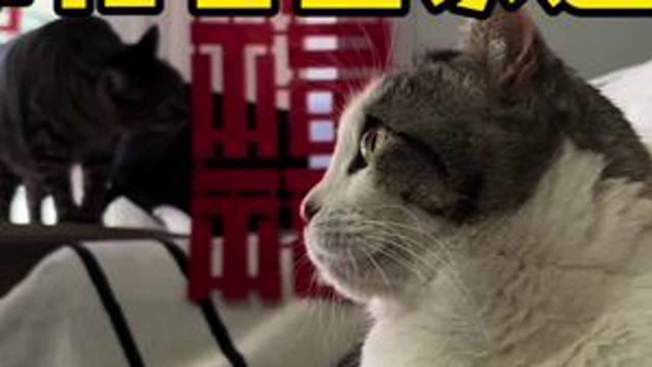 历时三年，我终于带花卷回老家过年啦 花卷祝大家过年好啊～#小猫治愈世界 #创作者中心 #创作灵感 #卷耳猫花卷 #带小猫回家过年