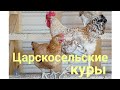 Царскосельские куры. часть 2