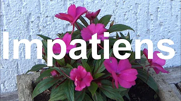 Wie pflege ich Impatiens?