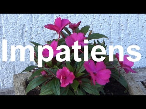 Video: Wie man Impatiens schneidet – Verjüngung von Impatiens-Pflanzen durch Zurückschneiden