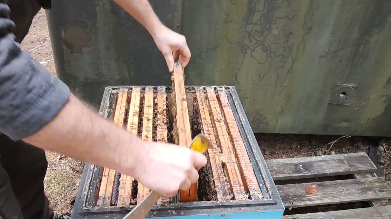 Norské zimování-  jak vypadá před zimou oddělek z plodových plástů přemeteného včelstva?