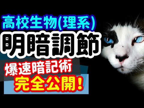 【高校生物 49】受容器【目の明暗調節】を宇宙一わかりやすく