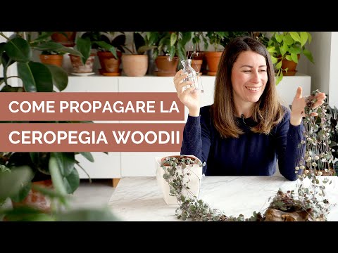 Video: 3 modi per spezzare una catena