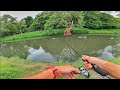 SAMBARAN GANAS Topwater di Bawah Pokok!