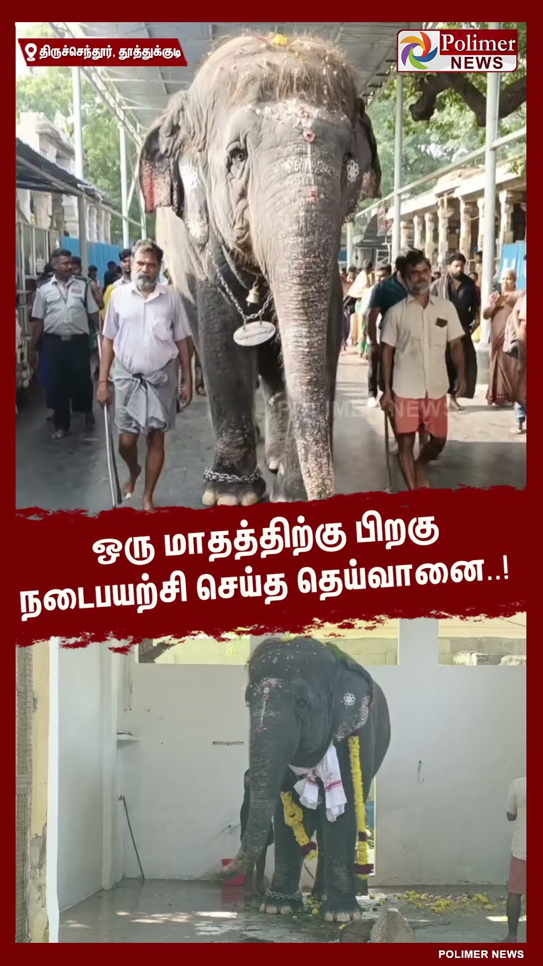 ஒரு மாதத்திற்கு பிறகு நடைபயற்சி செய்த தெய்வானை..#shorts | #deivanai | #elephant