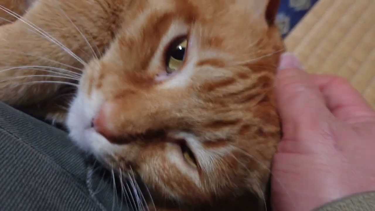 片足の猫マイケル、ダイエットのために歩きます