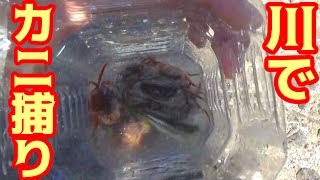 小魚を捕りに来たはずが大量のカニを捕まえた！！
