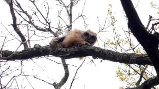 The Great Horned Owls of Eberwhite Woods 2017-04-28