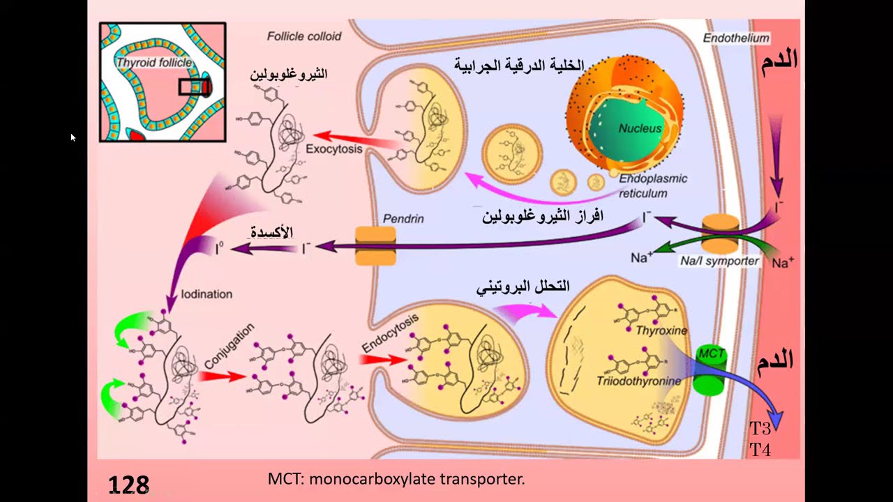 اضطرابات الدرق عند الوليد