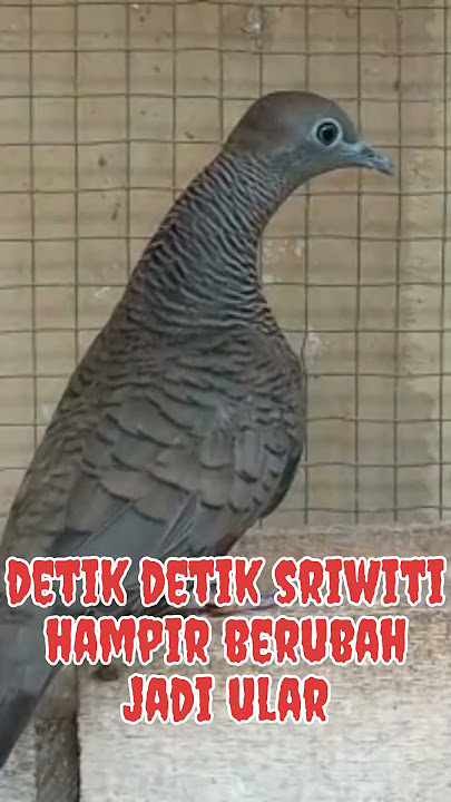 detik detik perkutut sriwiti hampir berubah jadi ular