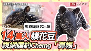 14萬人「貘花豆」！馬來貘命名結果出爐 視網膜約Cherng「算帳」