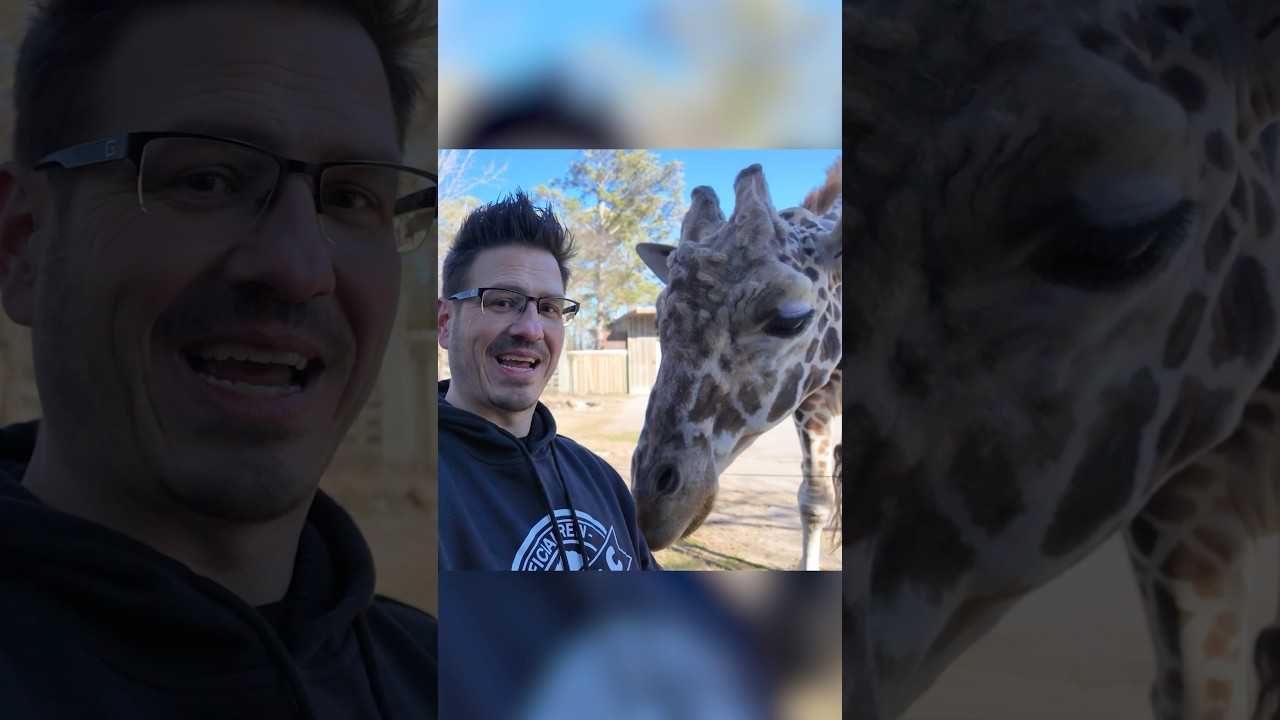 Feeding Giraffes at the @BhamZoo !!! Amazing! #bts #science #zoo