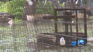 200-plus chickens seized in VB cockfighting ring investigation