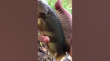 Câu Cá Rô Đồng Dưới Con Kênh, Toàn Cá Rô Khủng #Shorts