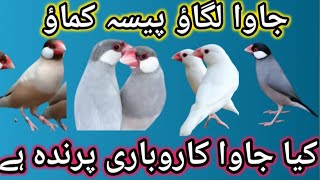 Which Java Is best For Earnings | Types Of Java & Their Price | Business Plan For Java Lover | Finch