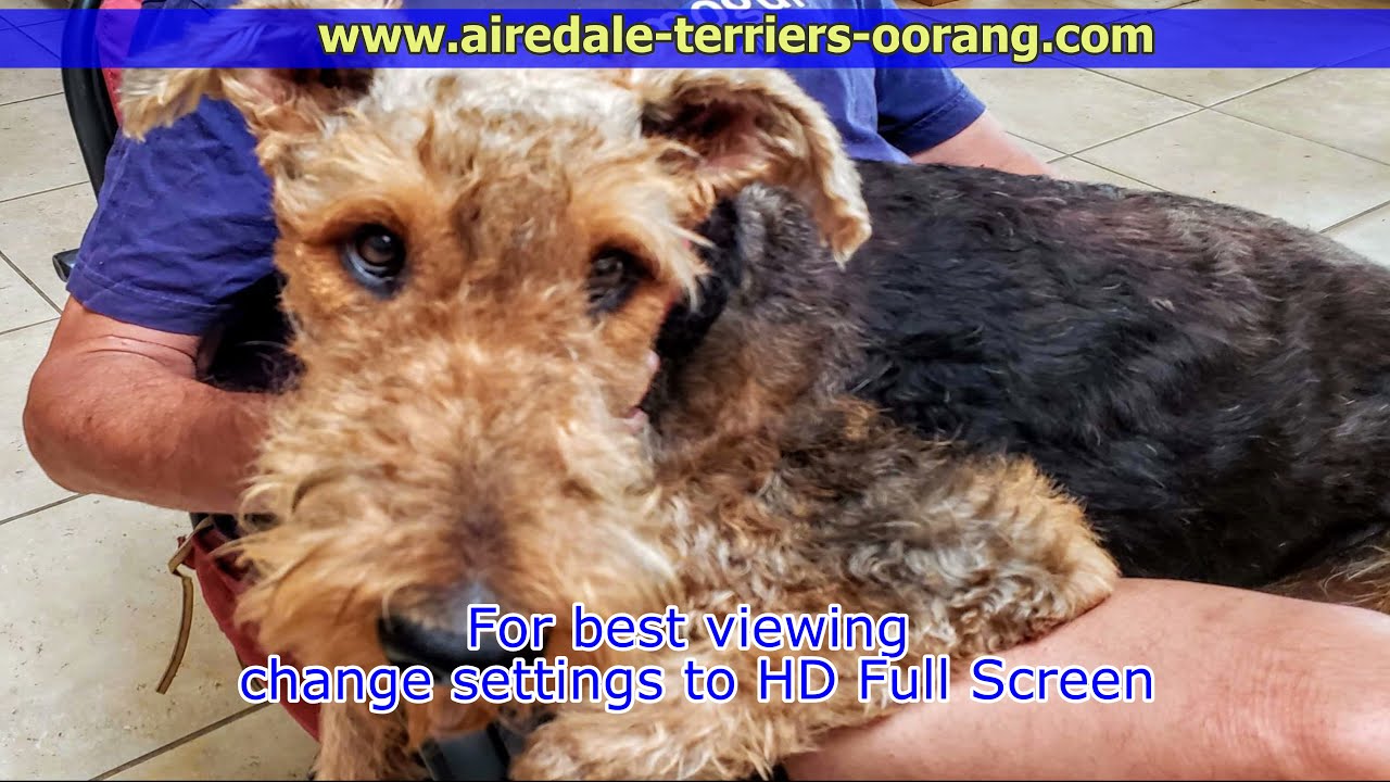 Arizona Airedale Terrier