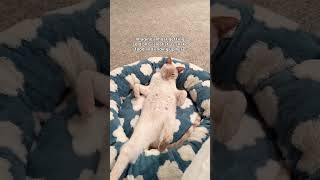 Gouda And His Siblings Were Listed As Snake Food On Craigslist When They Were Kittens