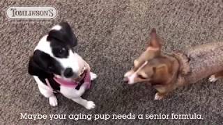 5 Tips for Transitioning Pet Foods