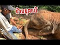 ตามล่าไอ้หน้าแย้!! (ดาวผจญป่า[EP.4] เมื่อดาวช่วยพ่อขุดหาแย้.... ช่วยเหรอ? )elephant thailand