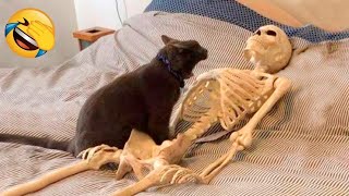 Funniest Animals  New Funny Cats and Dogs Videos