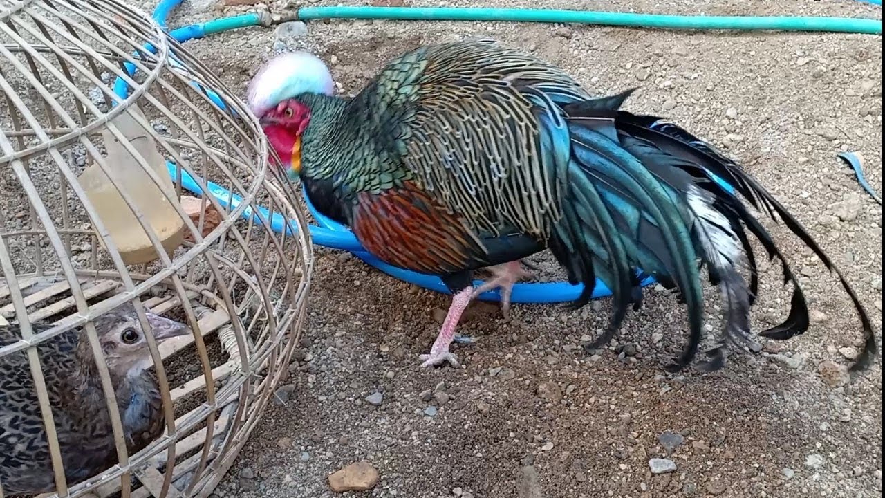 Ayam Hutan Hijau hasil mikat jinak dan bisa di lepas 