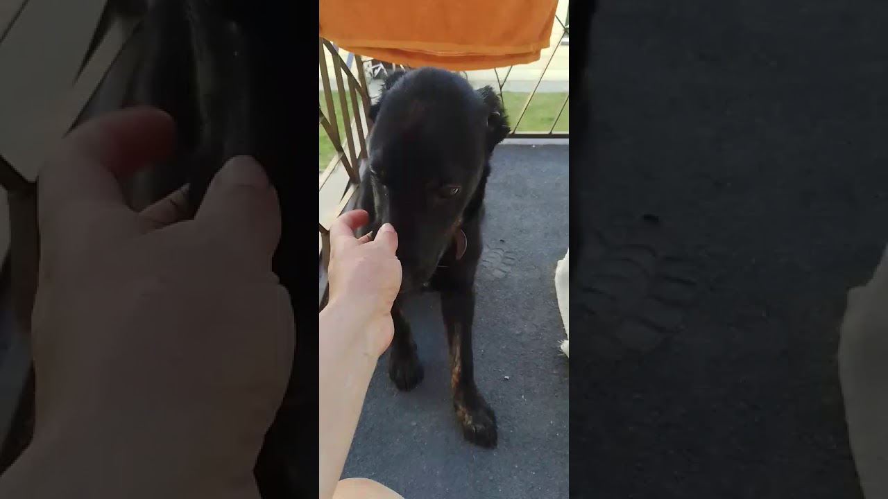 Altai /17.06.2020 Adoptera en hund Hund Adoption och omplacering