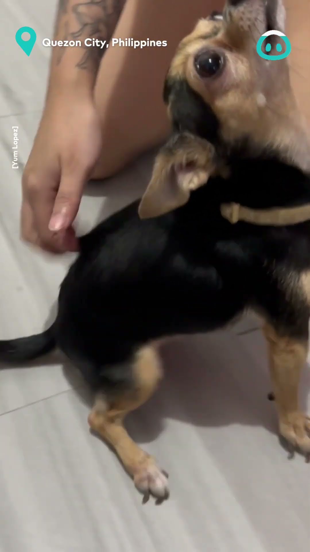 Pup Finds Perfect Scratchie Spot || ViralHog
