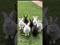 Napoleon’s Bunny Attack!