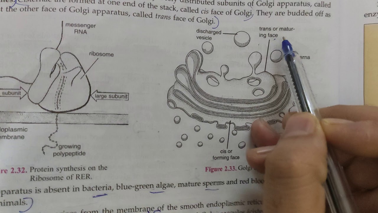 NCERT CLASS 9 GOLGI APPARATUS THE FUNDAMENTAL UNITS OF LIFE PART 8