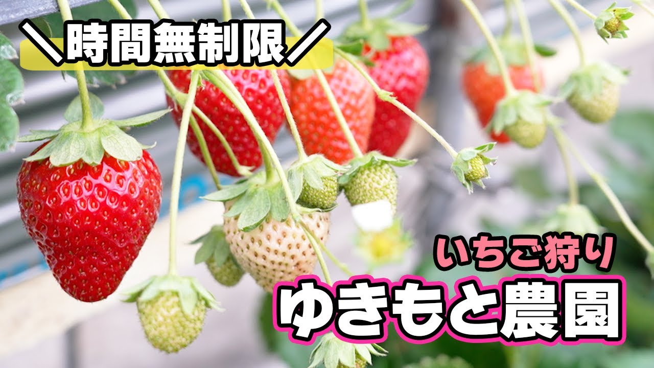 Saijo Strawberry Picking] Try 6 different varieties with unlimited