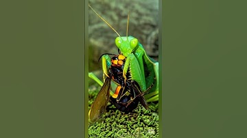 Praying Mantis vs. Wasp: A Deadly Encounter