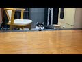【豆柴】小屋のリフォームを見守る柴犬が可愛すぎる【模様替え】Shiba Inu watching over the remodeling of the hut is too cute