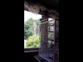 Willow the Umbrella Cockatoo on Birdy Treadmill