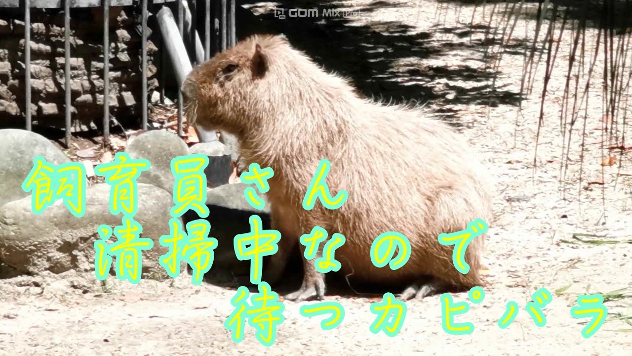 Hydrochoerus Zoo 東山動物園 カピバラ かぴばら 飼育員さん清掃中なので待つカピバラ 東山動植物園 カピバラショー オニテンジクネズミ カピパラ Zoo Youtube Hydrochoerus Zoo 東山動物園 カピバラ かぴばら 飼育員さん清掃中なので待つカピバラ 東山動植物園 カピバラショー オニテンジクネズミ カピパラ Zoo Youtube