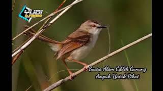 Suara Alam Ciblek Gunung untuk pikat Ampuh, Link download mp3 di deskripsi