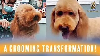 A grooming transformation by The Soggy Doggy by The Soggy Doggy 1,178 views 3 years ago 1 minute, 38 seconds