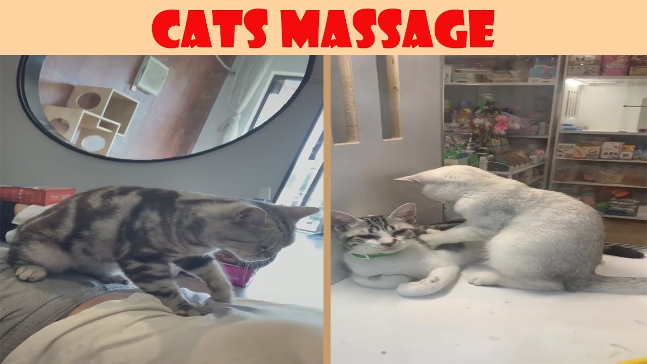 Cats Give Massage To Human And Other Cats YouTube